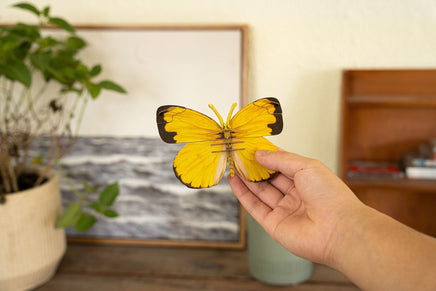 Make Bug - Common Grass Yellow Butterfly 3D Puzzle, Bring Nature Home - Hobby Recreation Products