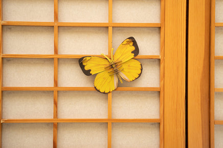 Make Bug - Common Grass Yellow Butterfly 3D Puzzle, Bring Nature Home - Hobby Recreation Products