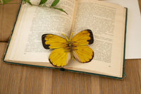 Make Bug - Common Grass Yellow Butterfly 3D Puzzle, Bring Nature Home - Hobby Recreation Products