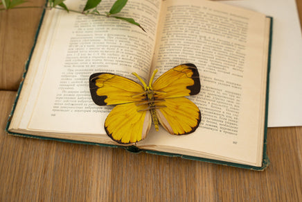 Make Bug - Common Grass Yellow Butterfly 3D Puzzle, Bring Nature Home - Hobby Recreation Products