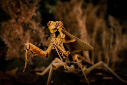 Make Bug - Dead Leaf Mantis 3D Puzzle, Bring Nature Home - Hobby Recreation Products