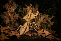 Make Bug - Dead Leaf Mantis 3D Puzzle, Bring Nature Home - Hobby Recreation Products