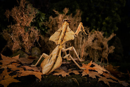 Make Bug - Dead Leaf Mantis 3D Puzzle, Bring Nature Home - Hobby Recreation Products