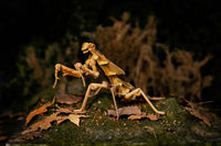 Make Bug - Dead Leaf Mantis 3D Puzzle, Bring Nature Home - Hobby Recreation Products