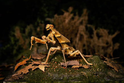 Make Bug - Dead Leaf Mantis 3D Puzzle, Bring Nature Home - Hobby Recreation Products
