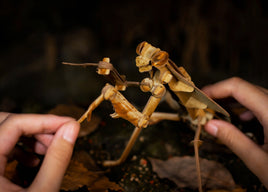 Make Bug - Dead Leaf Mantis 3D Puzzle, Bring Nature Home - Hobby Recreation Products