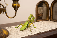 Make Bug - Giant Praying Mantis 3D Kraft Paper Puzzle - Hobby Recreation Products