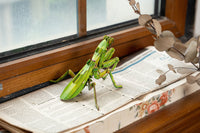 Make Bug - Giant Praying Mantis 3D Kraft Paper Puzzle - Hobby Recreation Products