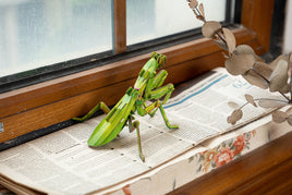 Make Bug - Giant Praying Mantis 3D Kraft Paper Puzzle - Hobby Recreation Products