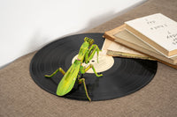 Make Bug - Giant Praying Mantis 3D Kraft Paper Puzzle - Hobby Recreation Products