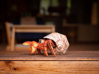 Make Bug - Hermit Crab 3D Puzzle, Bring Nature Home - Hobby Recreation Products