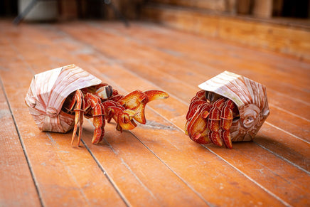 Make Bug - Hermit Crab 3D Puzzle, Bring Nature Home - Hobby Recreation Products
