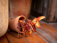 Make Bug - Hermit Crab 3D Puzzle, Bring Nature Home - Hobby Recreation Products