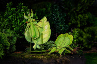Make Bug - Leaf Insect 3D Puzzle, Bring Nature Home - Hobby Recreation Products