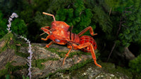 Make Bug - Leafcutting Ant 3D Puzzle, Bring Nature Home - Hobby Recreation Products