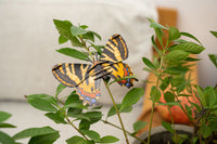 Make Bug - Luehdorfia Butterfly 3D Puzzle, Bring Nature Home - Hobby Recreation Products