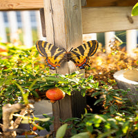 Make Bug - Luehdorfia Butterfly 3D Puzzle, Bring Nature Home - Hobby Recreation Products