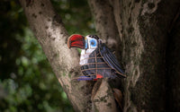Make Bug - MakeBug Voices of Nature, Red - Billed Toucan - Hobby Recreation Products