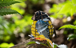 Make Bug - MakeBug Voices of Nature, Yellow - Bellied Titmouse - Hobby Recreation Products