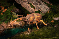 Make Bug - Weevil 3D Puzzle, Bring Nature Home - Hobby Recreation Products